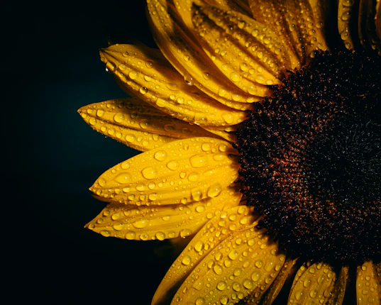 focus photography of sunflower