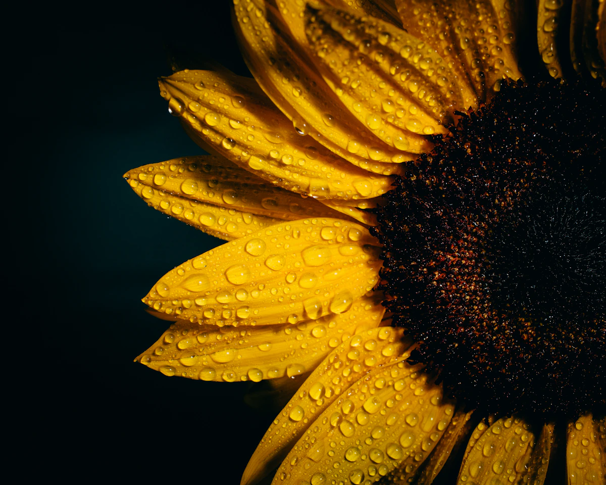 A bright yellow sunflower