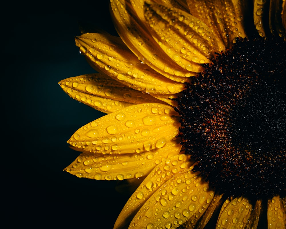 focus photography of sunflower