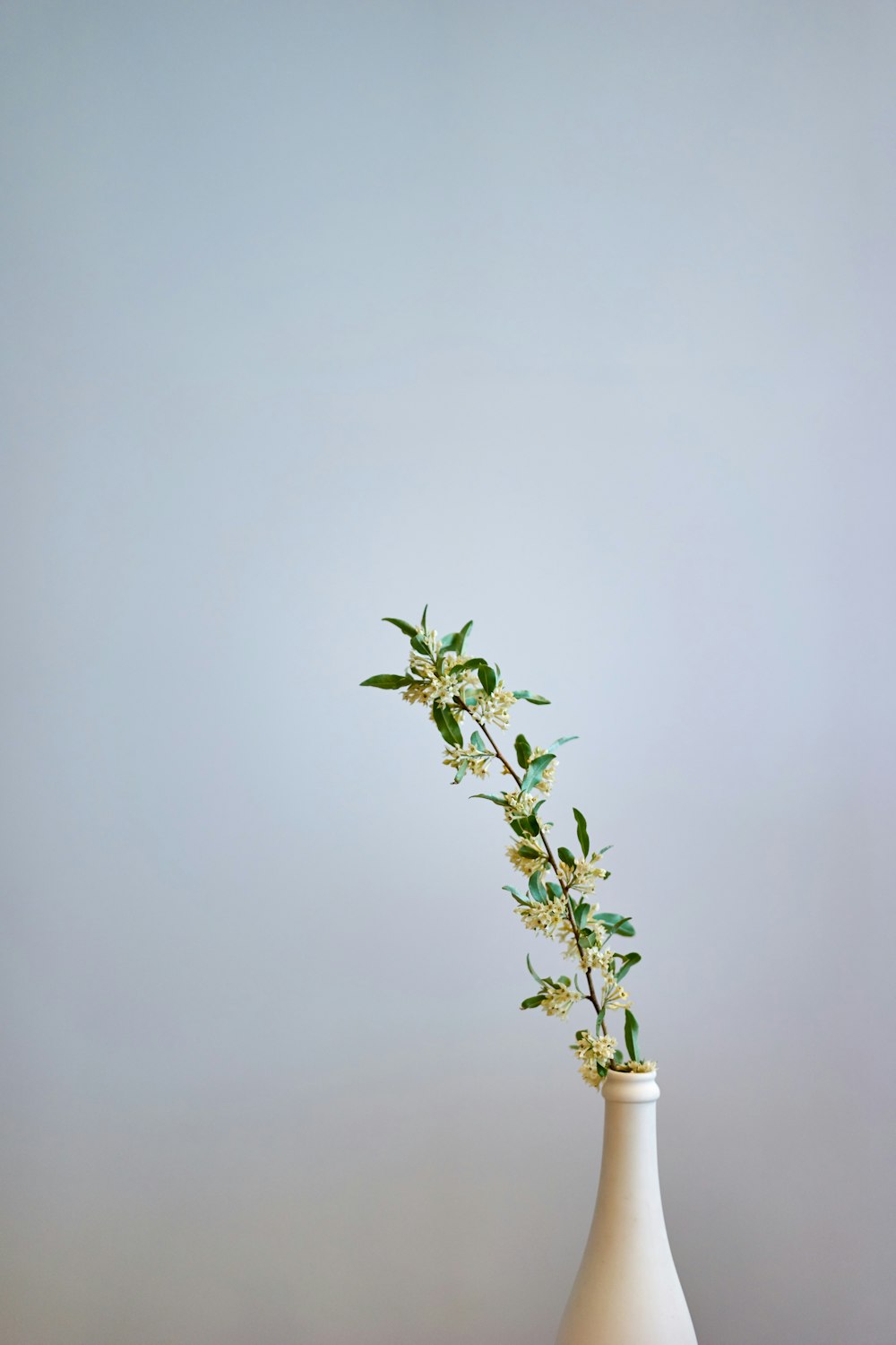 gelbe und grün blättrige Blume in weißer Vase