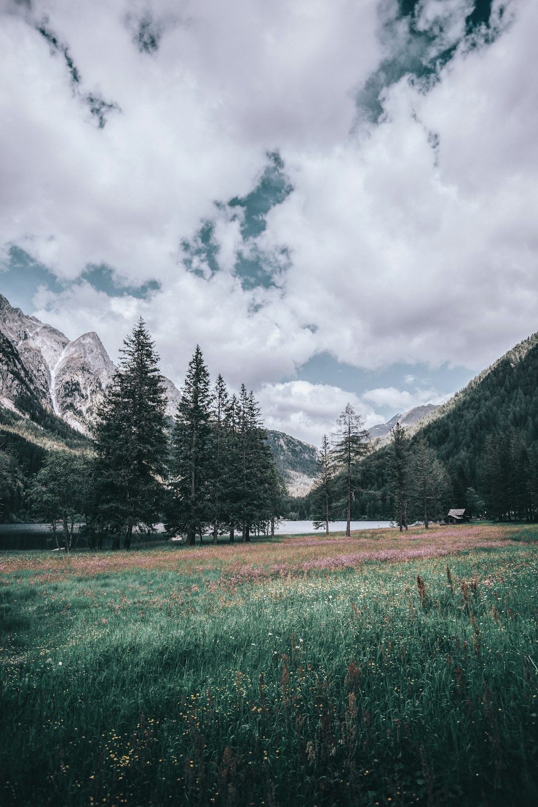 Pine trees and clouds