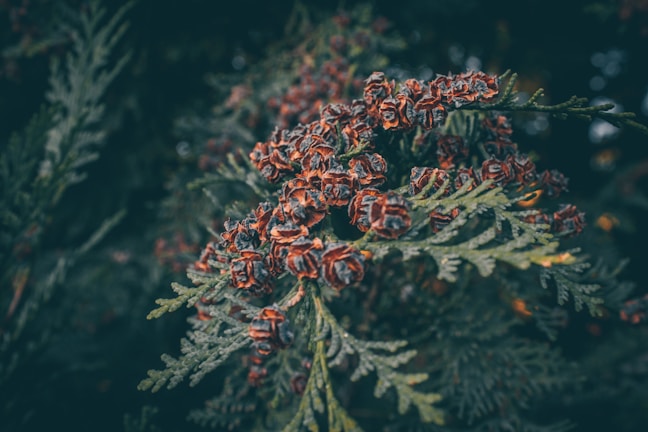 Close-up of tropical plants and flowers native to Sulawesi Tengah, highlighting natural textures