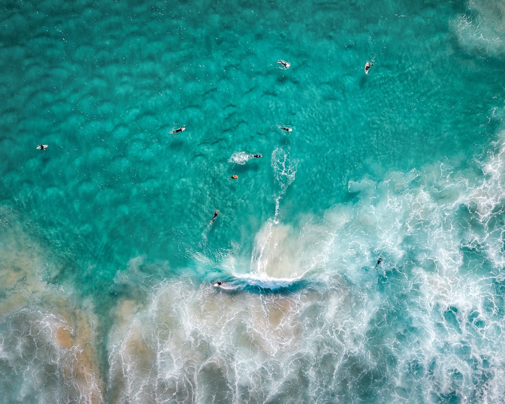 um grupo de pessoas nadando no oceano