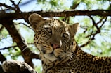 A majestic leopard resting on a sun-dappled tree branch in Rajaji National Park.