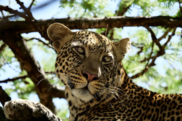 A golden leopard resting gracefully on a sunlit tree branch in Yala National Park.