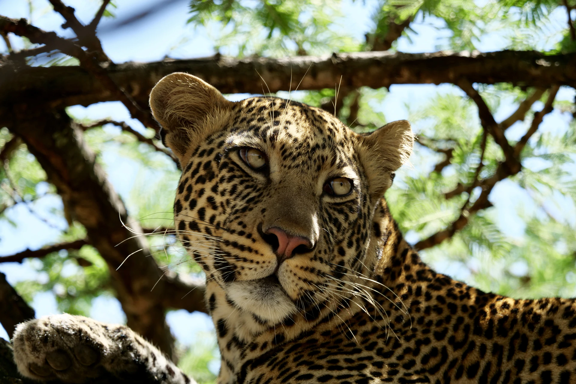 A majestic Indian leopard resting on a tree branch in the dense forests near Bengaluru during golden hour.