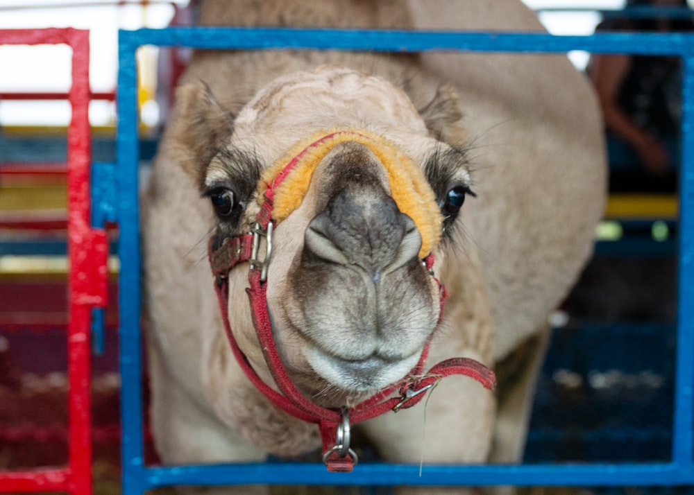 brown camel