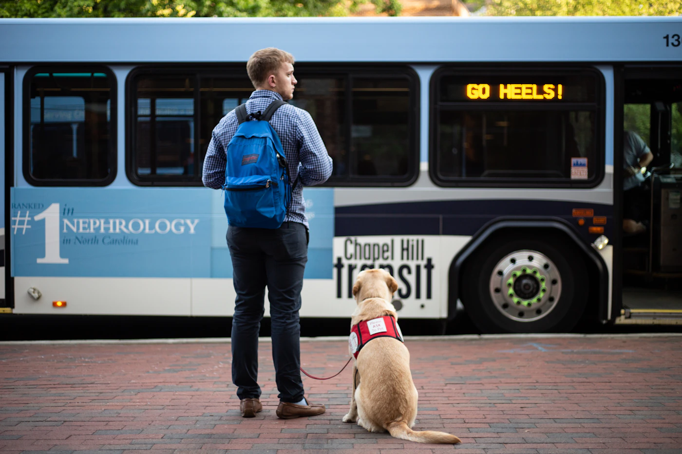 A handler standing calmly beside a leashed dog in front of a city bus