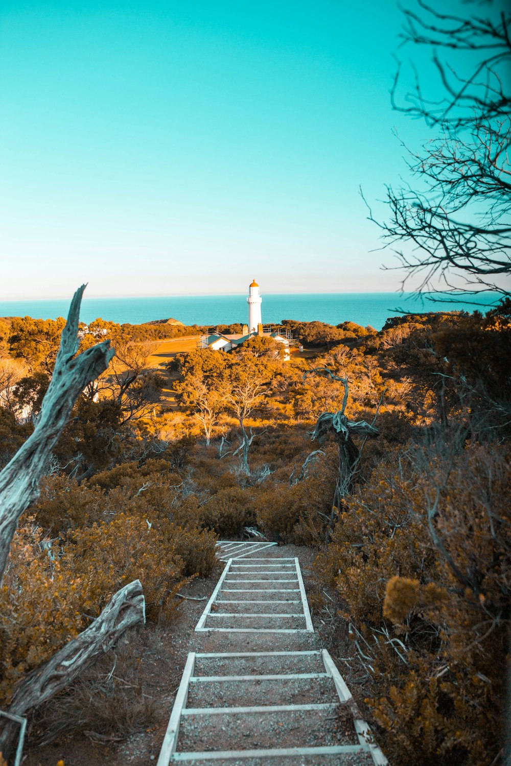 white lighthouse near brown bush at daytime