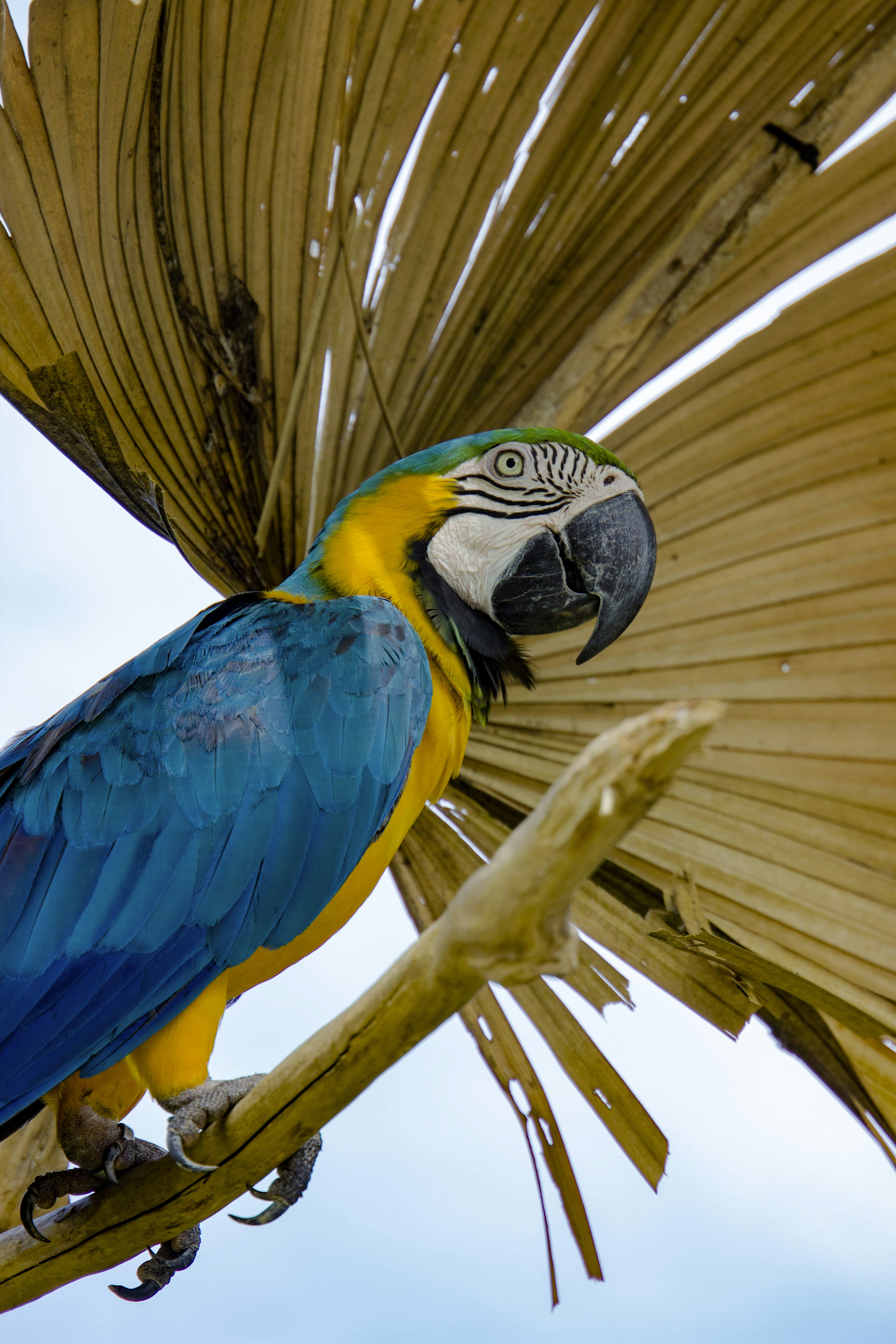 茶色の枝に青と黄色のコンゴウインコ