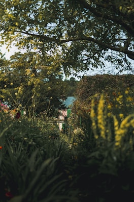Before and after transformation of a residential garden with lush greenery.