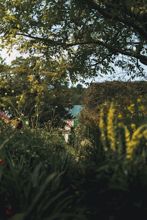 Before and after transformation of a residential garden with lush greenery.