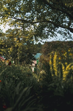A lush garden scene with dense greenery and various flowering plants. The focus is on the vibrant and verdant plants, with sunlight filtering through the leaves of overhanging trees. Behind the foliage, a quaint house with a green roof is partially visible, adding a serene and idyllic charm to the landscape.
