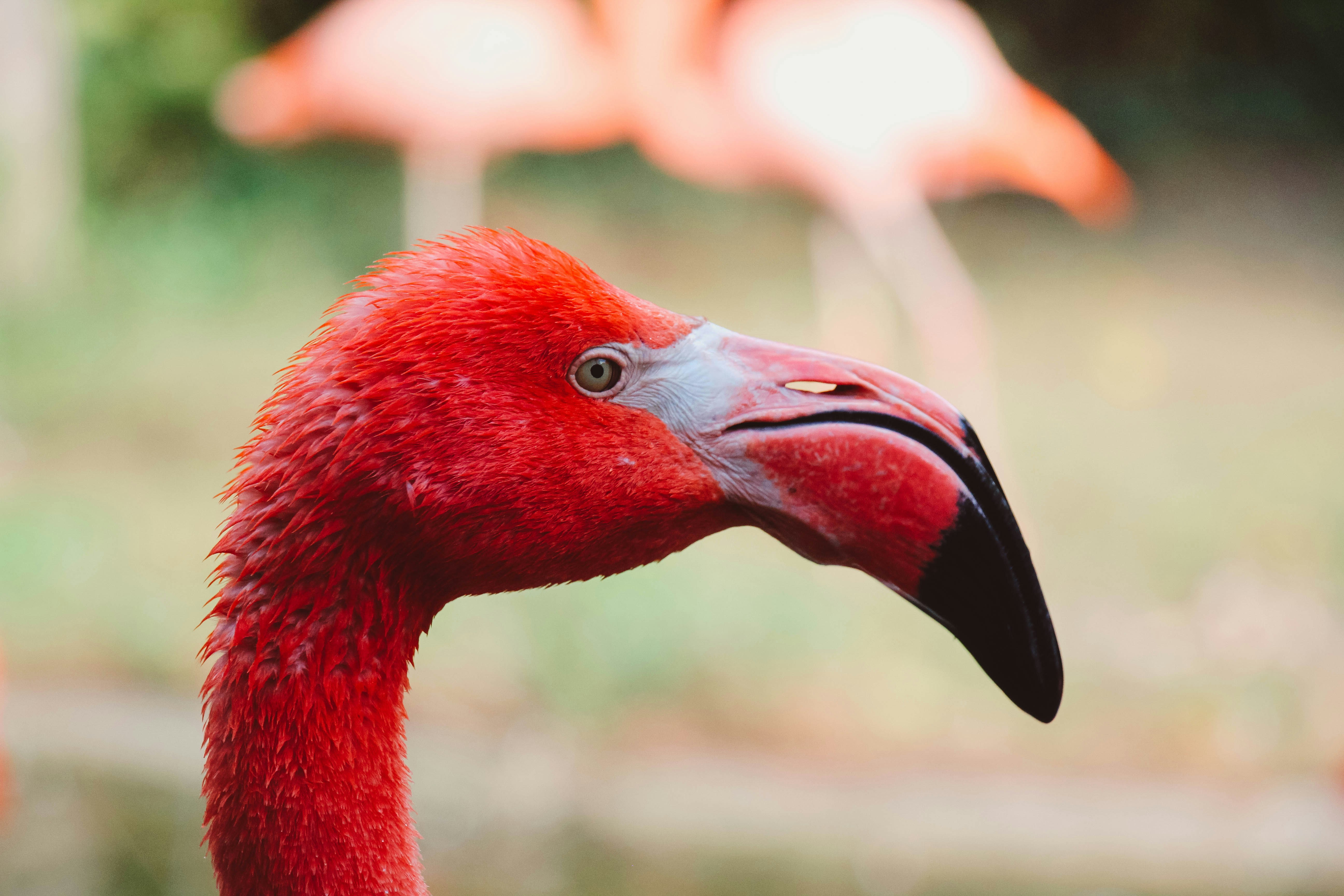 Photo by ignatkushanrev