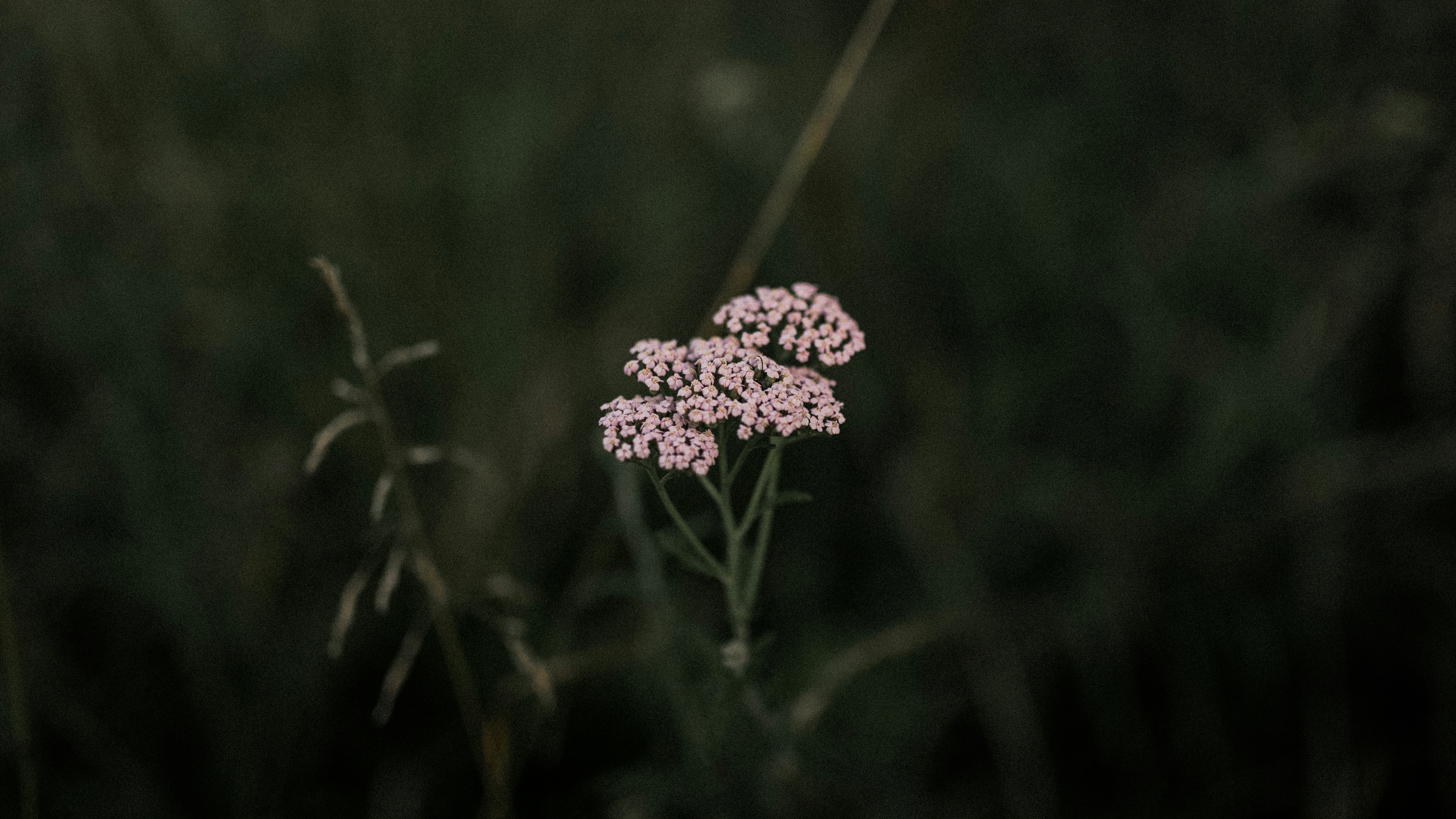 Photo by alexandretopolewski
