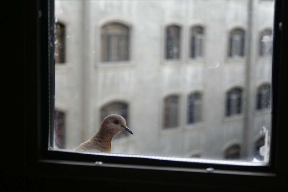 brown bird outside window