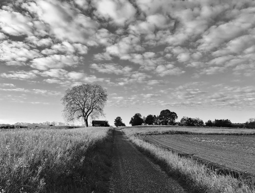grayscale photo of tree and grass