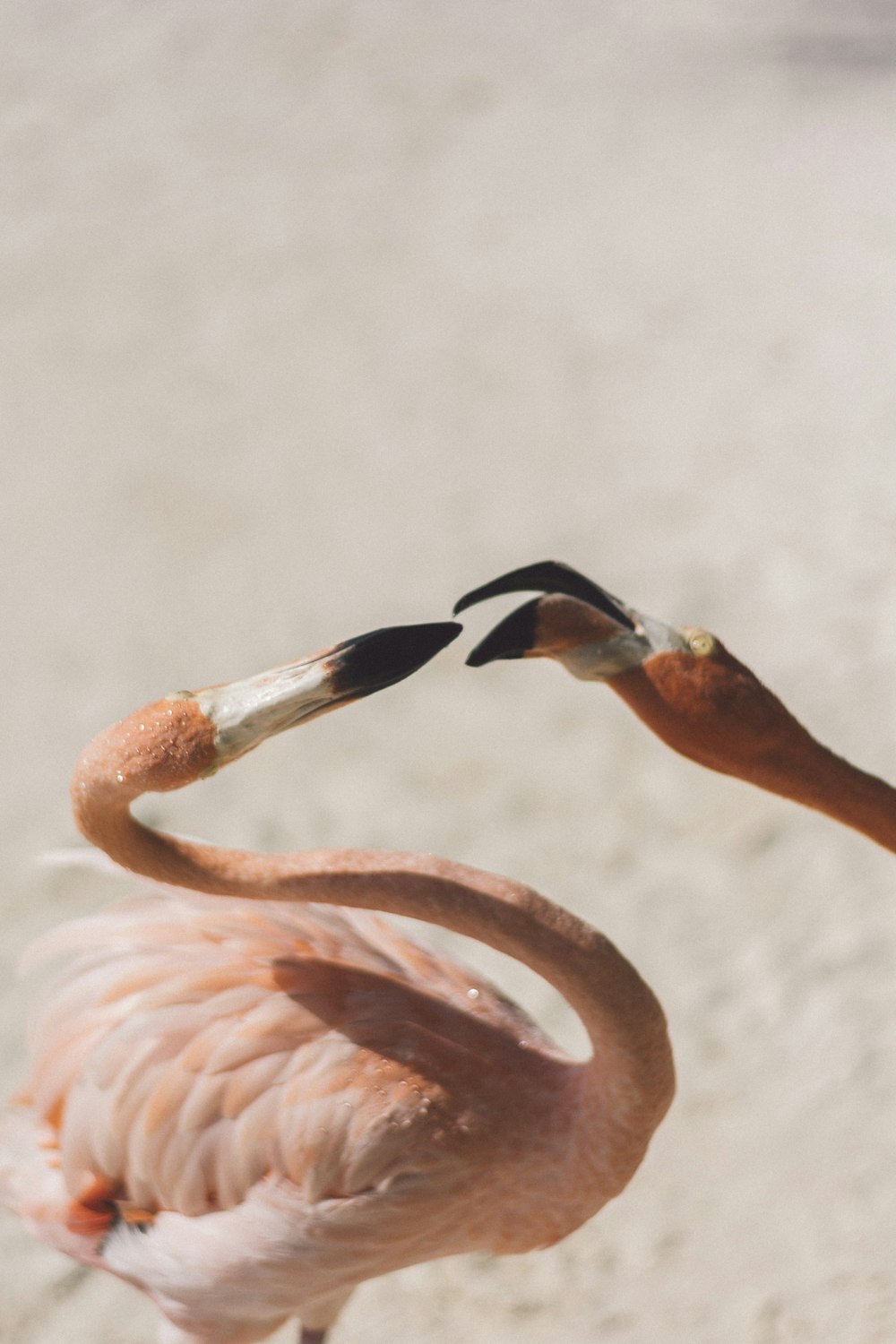 a pink flamingo standing on a sandy beach