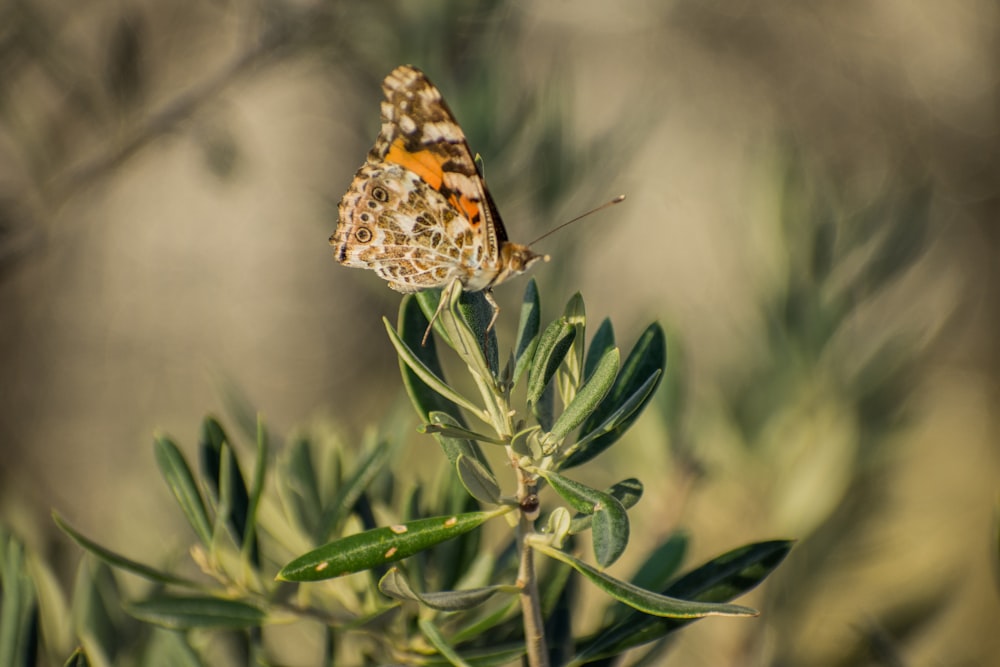 macro photography of fritillary butterfly on flower