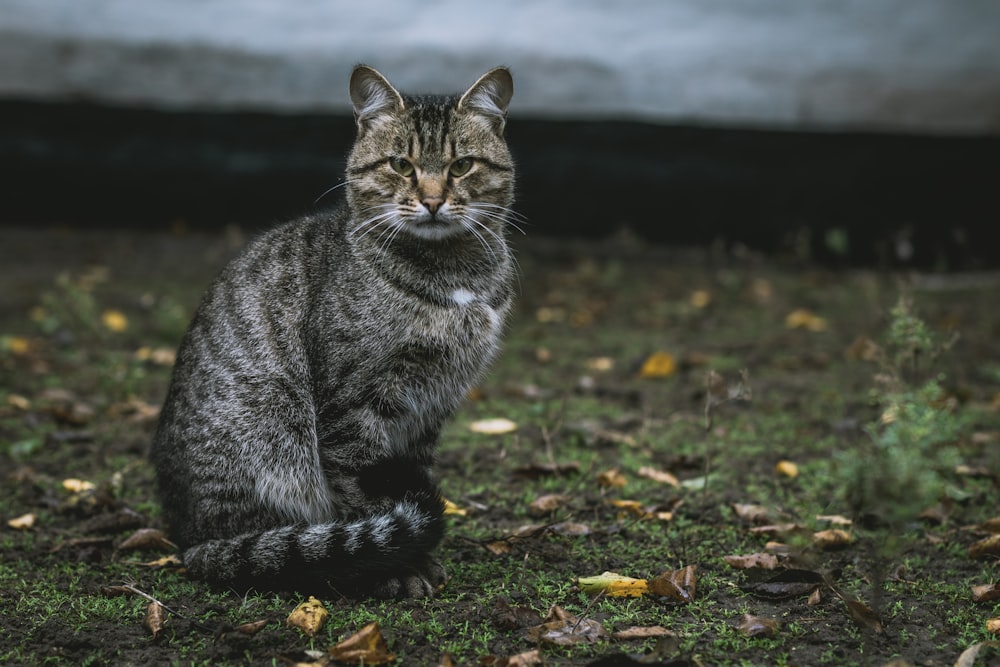 草の上に灰色のぶち猫