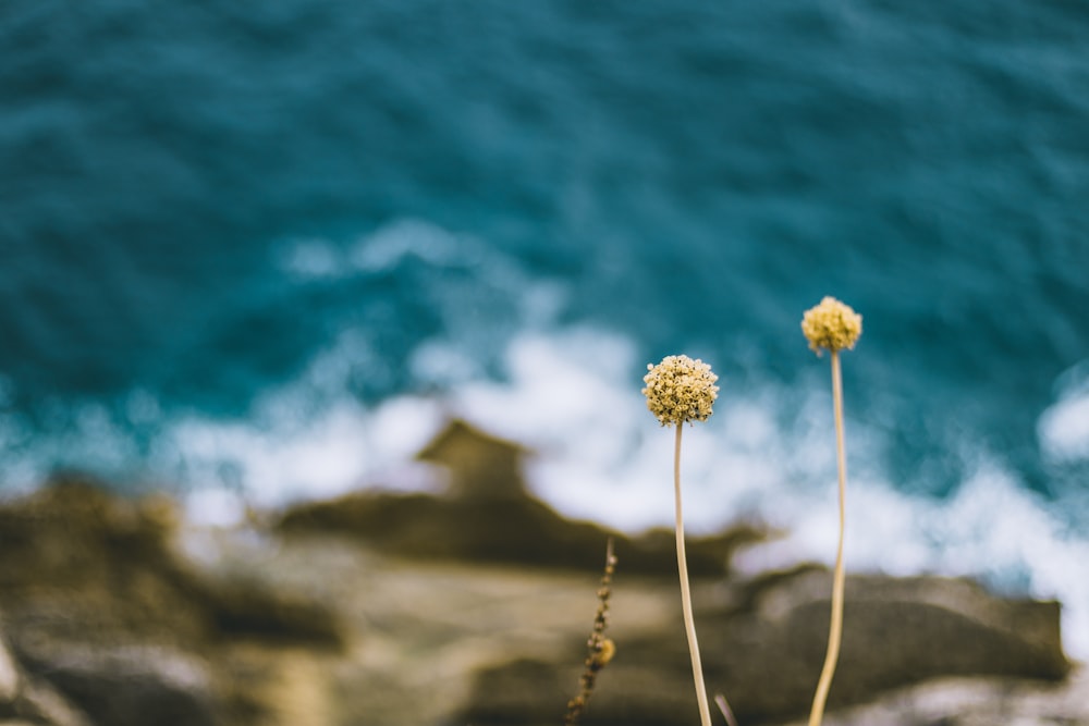 shallow photo of dandelion