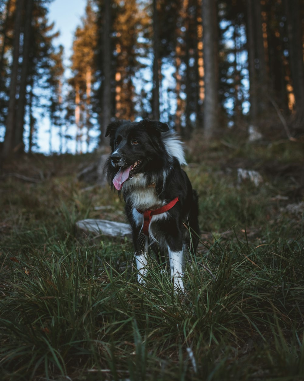 long-coated black dog