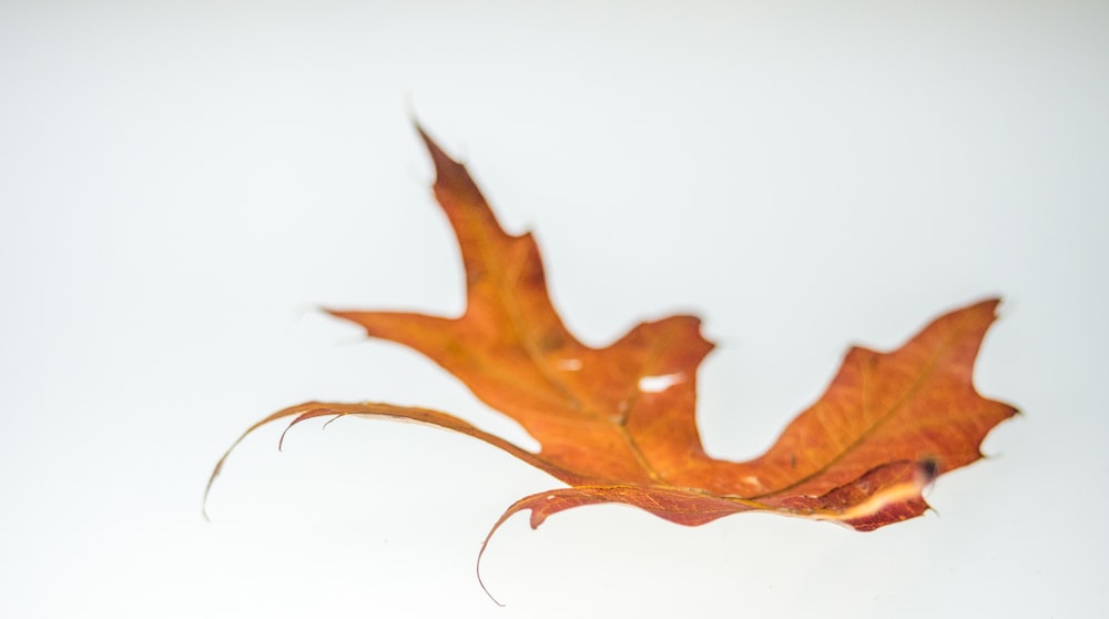 orange leafe