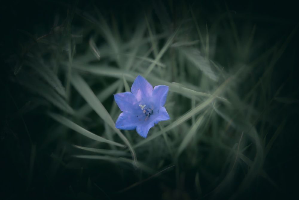 selective focus photo of purple petaled flowers