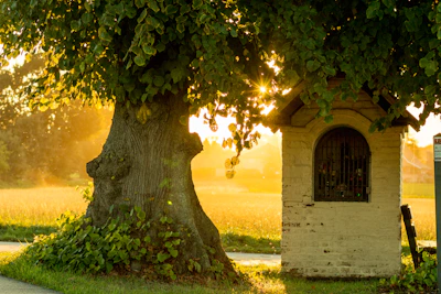 Alumni sharing stories under the grand oak tree, bathed in warm sunlight.