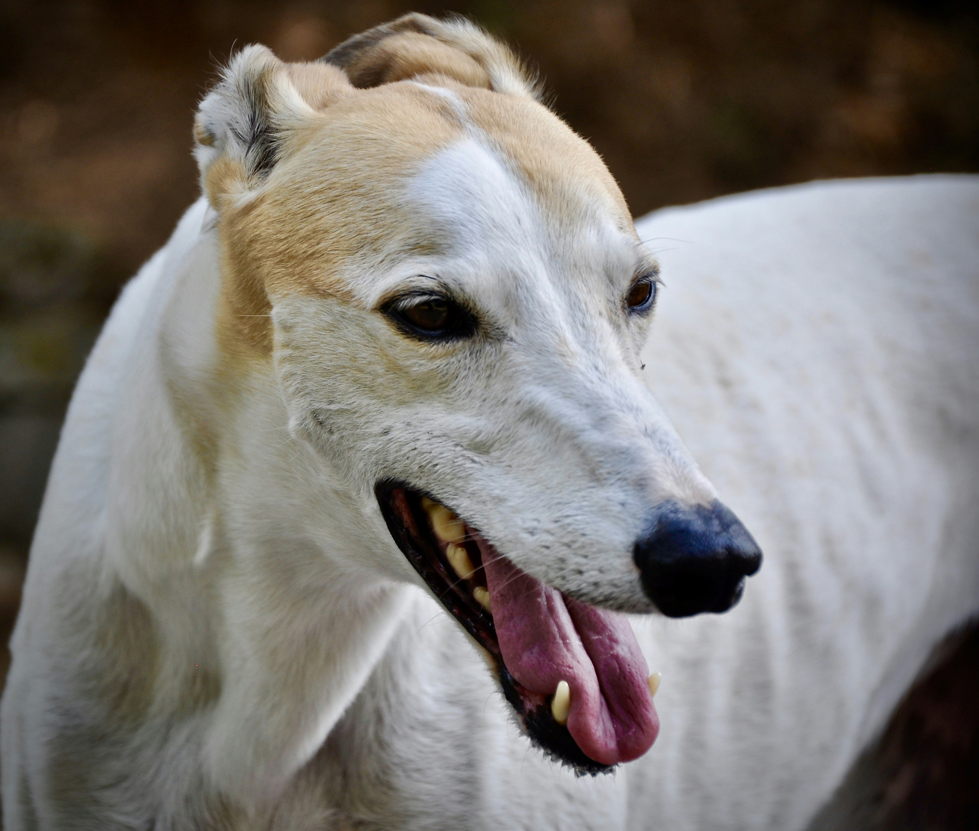 This is Saucy a 10 yr old female rescue  of mine.