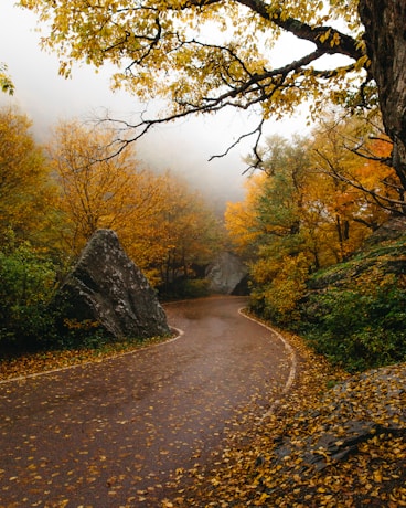 pathway surrounded by yellow-leafed trees
