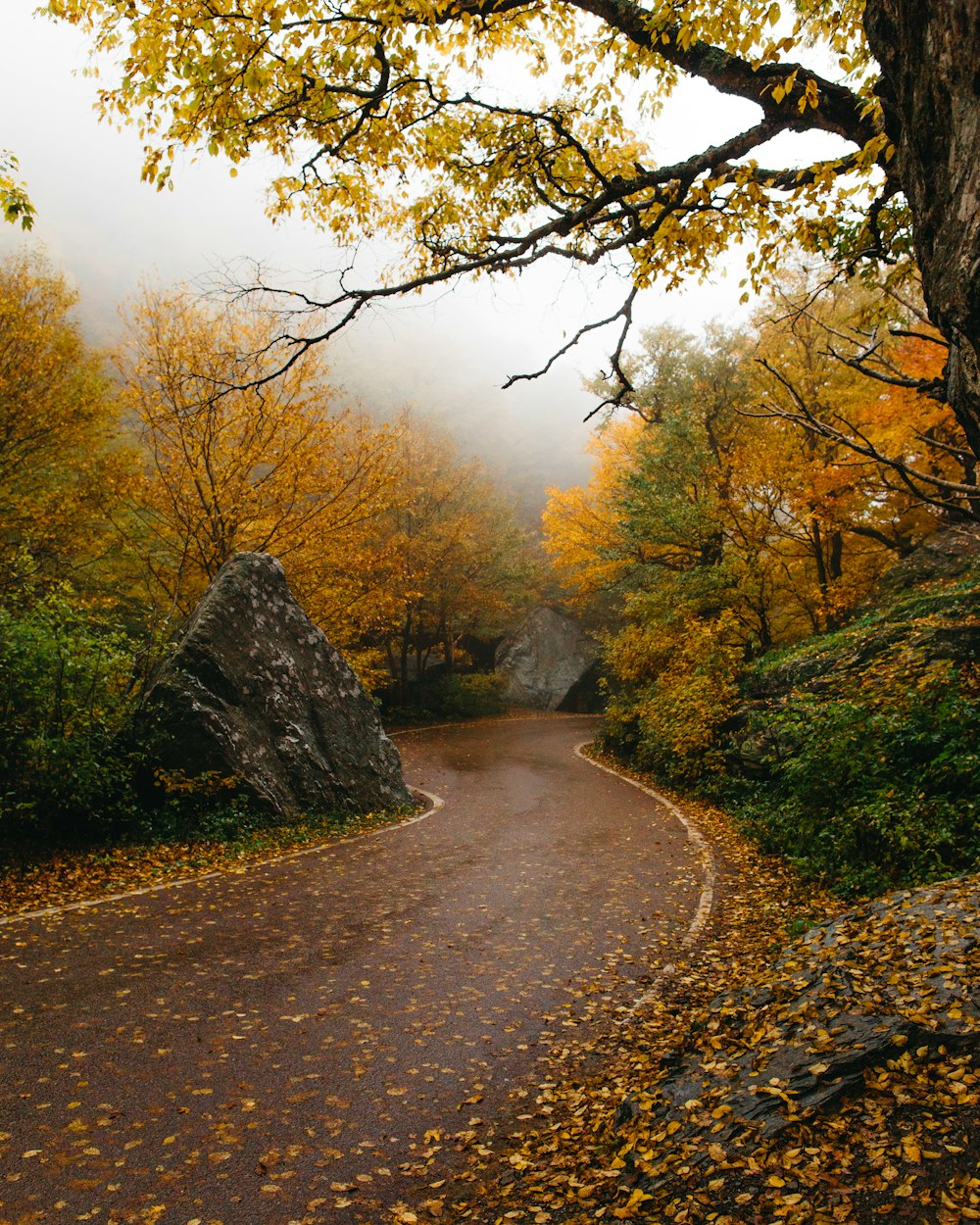 caminho cercado por árvores de folhas amarelas