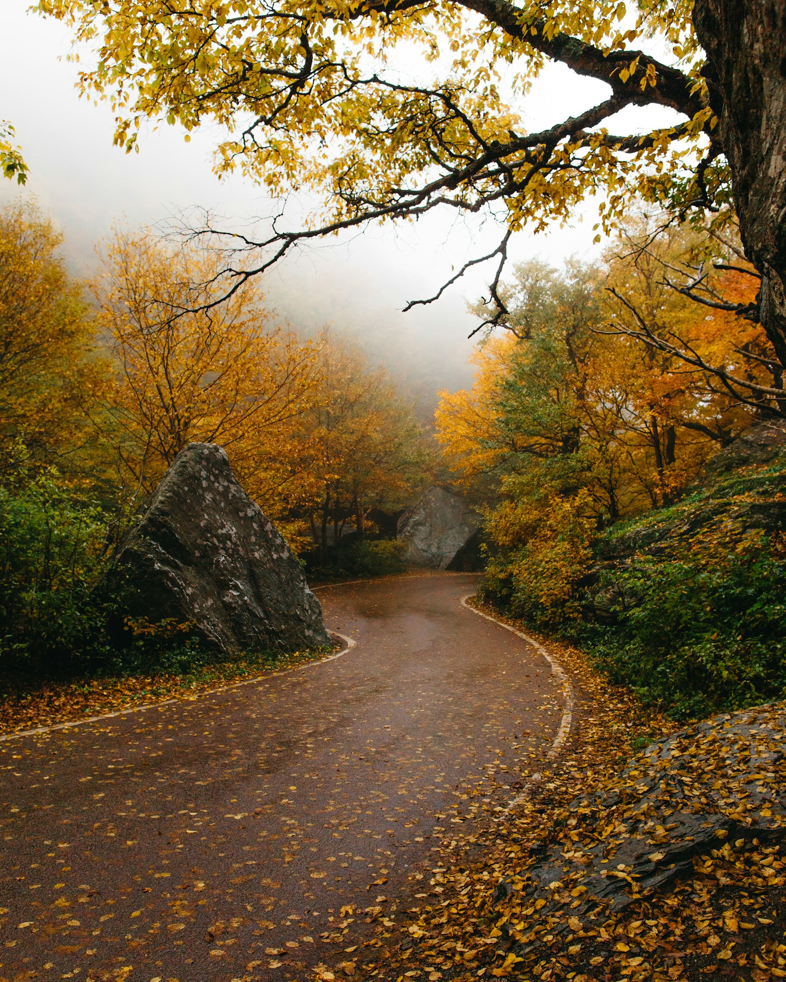 Canon EOS 6D sample photo. Pathway surrounded by yellow-leafed photography