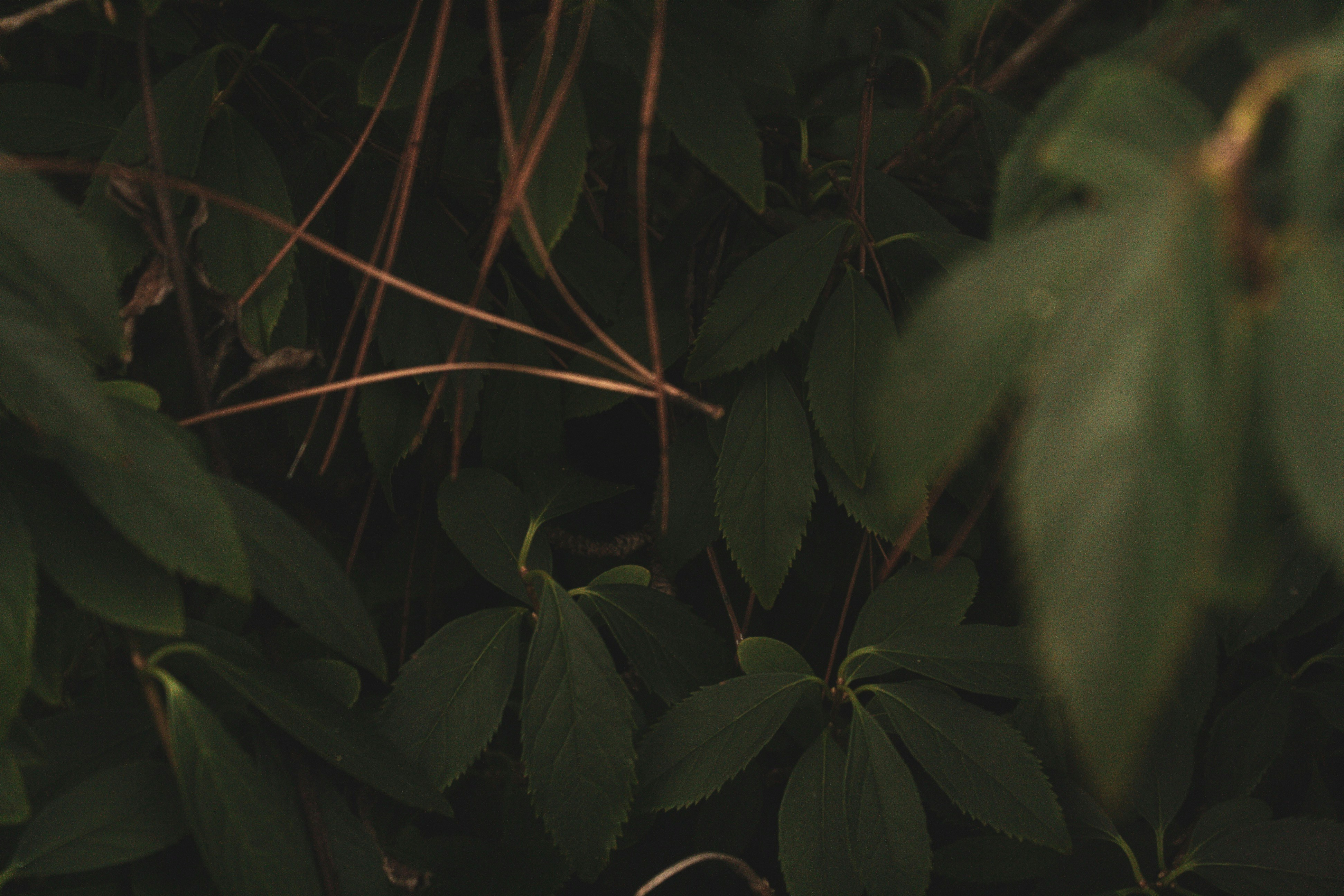 Photo by davidnicolai