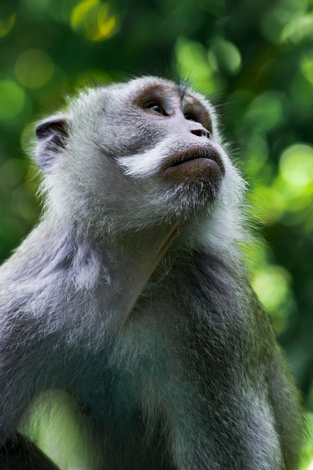 monkey looking up