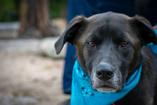 A close-up of a black and brown dog wearing a bright blue bandana around its neck. The focus is on the dog's face, displaying deep, expressive eyes and a gentle demeanor. The background is softly blurred, hinting at an outdoor environment with earthy tones.