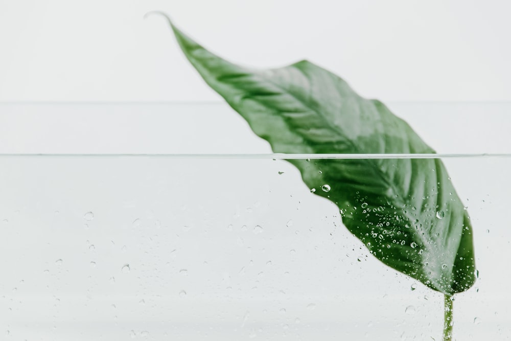 green leaf under clear water