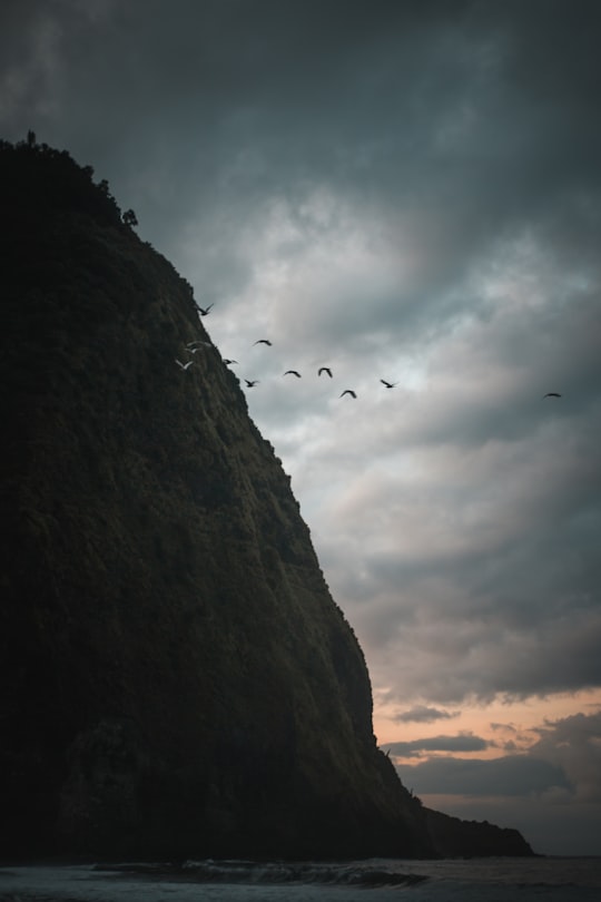 black birds near mountain in Waipio Valley United States