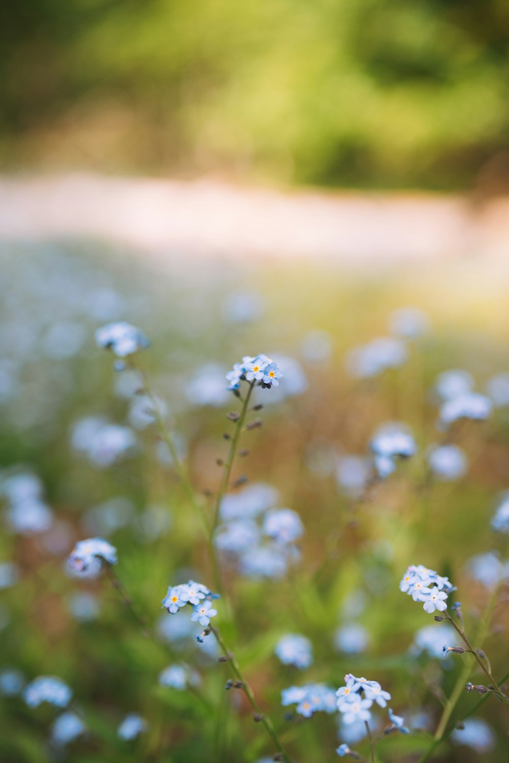 selective focus photography of white petaled flowers