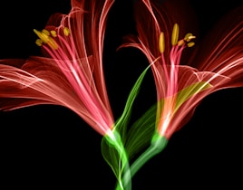 red lilies x-ray photo