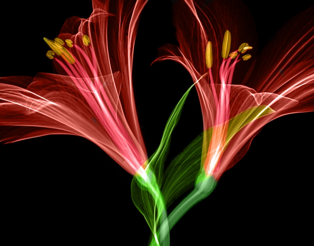 red lilies x-ray photo