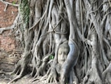 A serene Buddha head statue is entwined and enveloped by the large roots of an ancient tree. To the left, there is an old brick wall partially covered by the roots as well.