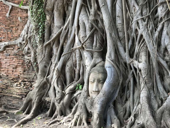 A serene Buddha head statue is entwined and enveloped by the large roots of an ancient tree. To the left, there is an old brick wall partially covered by the roots as well.
