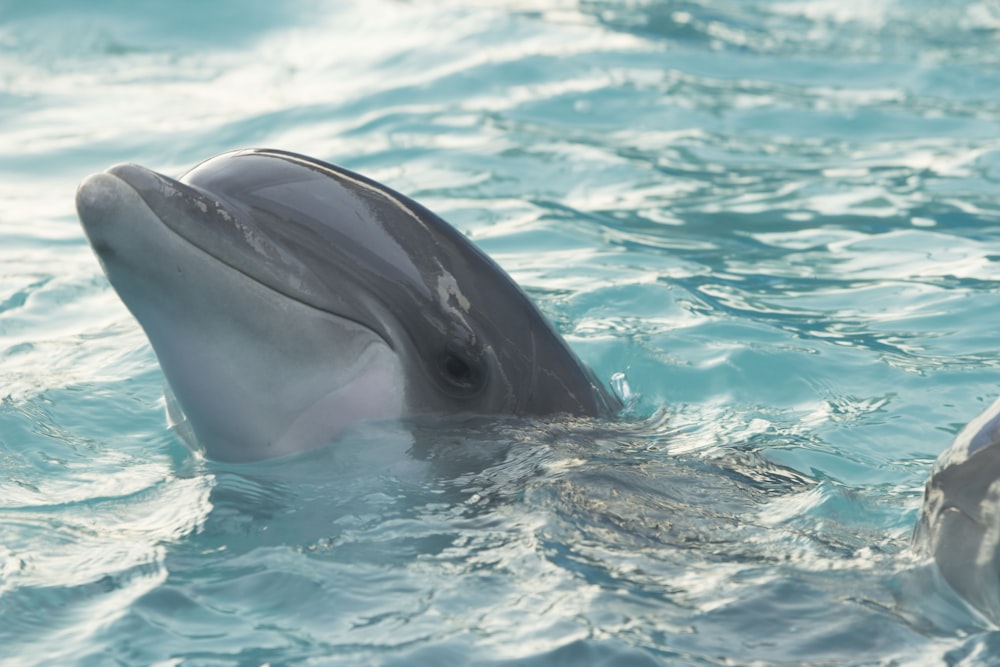 delfino in uno specchio d'acqua