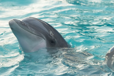 dolphin in body of water dolphin zoom background