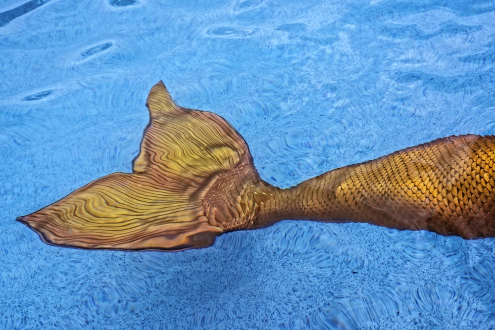 close-up photo of brown mermaid tail