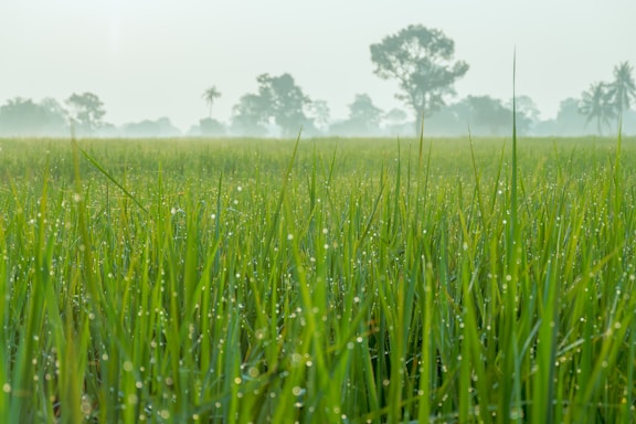 A lush green lawn with dew drops shimmering under early morning sunlight.