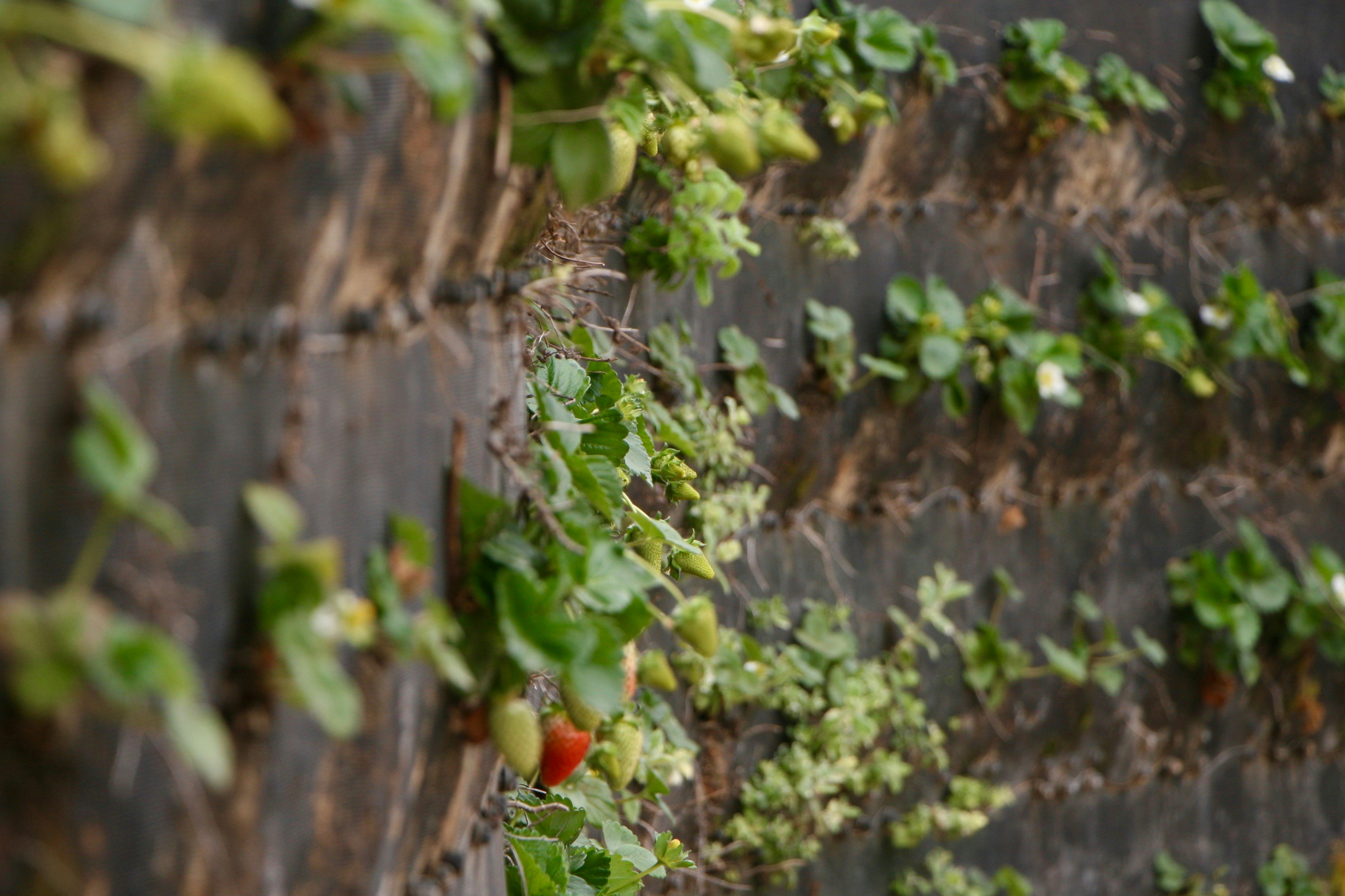 Vertical Strawberry Planters: Maximum Yield in Minimum Space