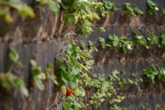 Rows of strawberry plants growing vertically on a wall. Some strawberries are red and ripe while others are still green. The wall is made of a dark material providing contrast to the green leaves and red fruits.