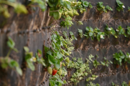 Rows of strawberry plants growing vertically on a wall. Some strawberries are red and ripe while others are still green. The wall is made of a dark material providing contrast to the green leaves and red fruits.